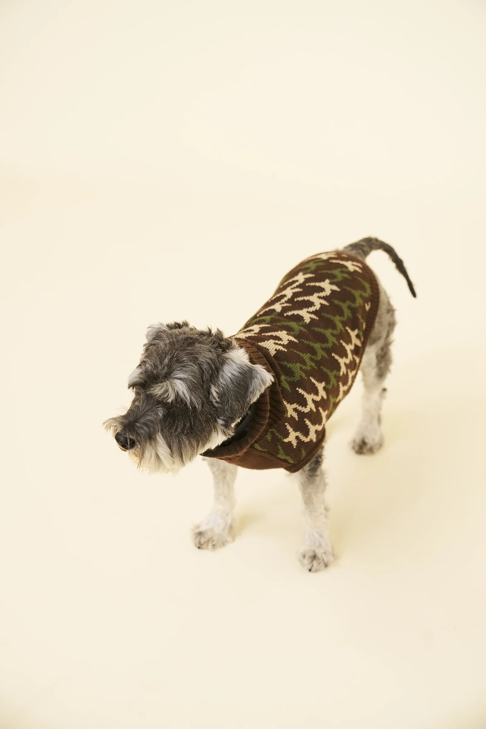 RONNIE DOG KNIT - BROWN - Image 4